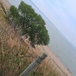 A solitary tree stands on a hillside, providing a scenic view of the ocean below.
